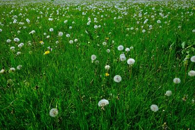 Close-up of grass growing in field