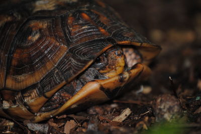 Close-up of turtle hiding in shell