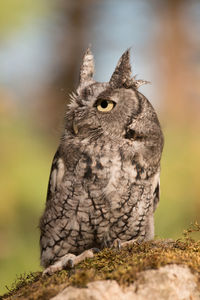 Close-up of owl perching outdoors