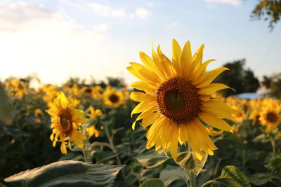 Close-up of sunflowers blooming on field against sky