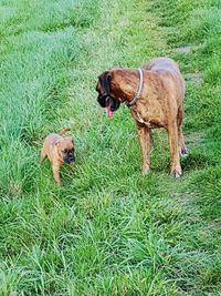 Dog on field