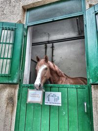 Portrait of horse in stable