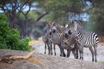 View of zebra