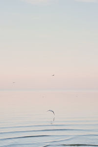 Seagulls flying over sea against sky