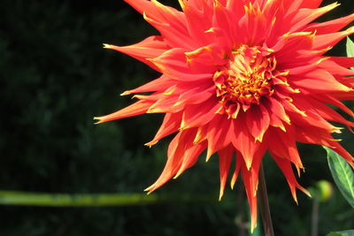 Close-up of red flowering plant