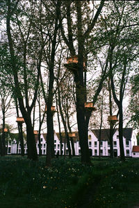 Trees in city against sky