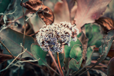 Flowers blooming in park