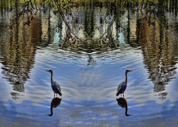 Ducks swimming in lake