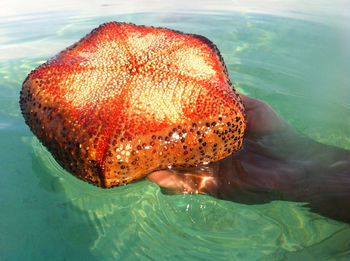 Close-up of person swimming in sea