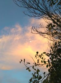 Low angle view of silhouette tree against sky