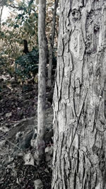 Close-up of lichen on tree trunk in forest