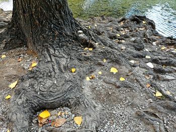 Leaves in pond