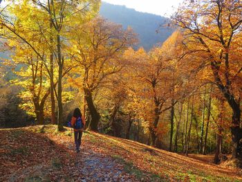 Full length rear view of woman walking in forest during autumn