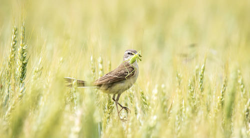 Western yellow wagtail