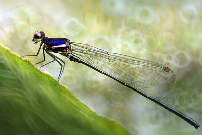 Close-up of insect on leaf