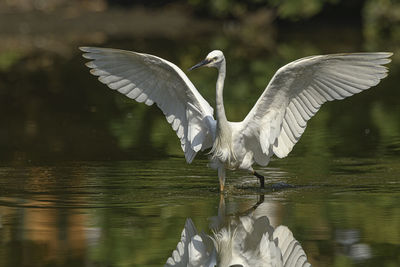 Bird flying over lake