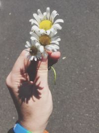 Close-up of hand holding flower