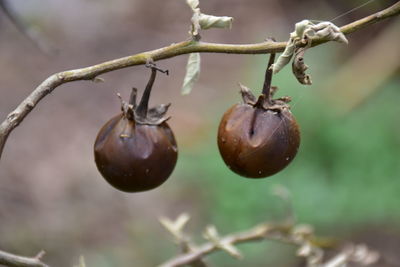 Close-up of fruits growing on plant