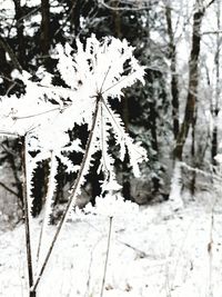 Close-up of snow covered tree