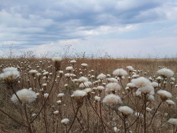 White flowers on field against sky