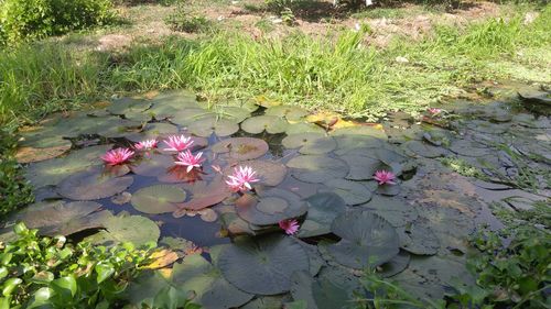 High angle view of lotus water lily in pond