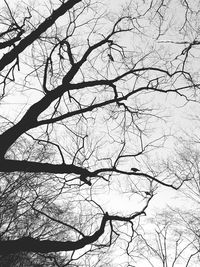 Low angle view of bare trees against sky