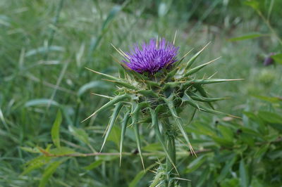 Close-up of thistle flower