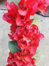 Close-up of red leaves