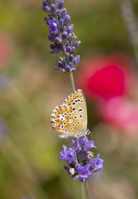 Close-up of butterfly on purple flowering plant