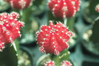 Close-up of red flowering plant