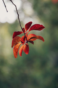 Close-up of red flowering plant