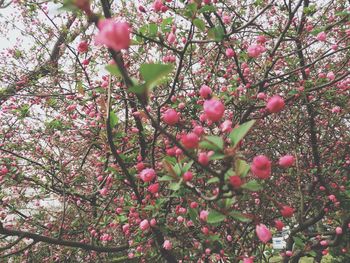 Low angle view of pink flowers