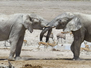 Side view of elephant standing at beach