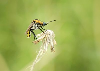 Close-up of insect perching on plant