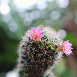 Close-up of pink succulent plant