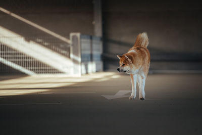 Dog on street