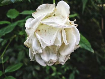 Close-up of white flowers