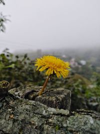 Close-up of yellow flowering plant against sky