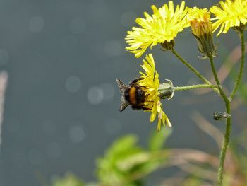 Close-up of bee pollinating on yellow flower