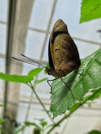 Close-up of snail on leaf