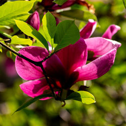Close-up of pink flowering plant