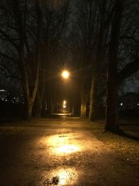 Illuminated trees at night