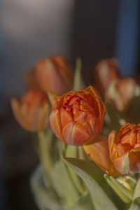 Close-up of rose plant