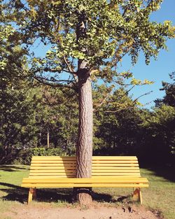 Trees growing from yellow park bench on sunny day