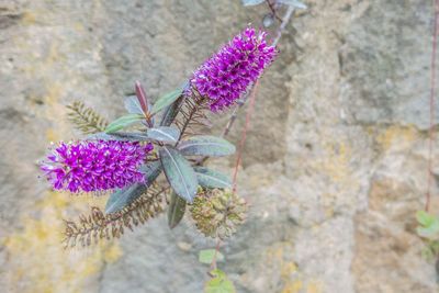 Close-up of purple flowering plant