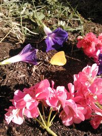 High angle view of pink flowers blooming outdoors