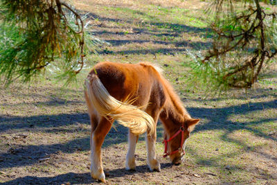 Horse standing on field