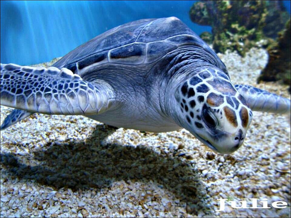 Monterey Aquarium, Ca