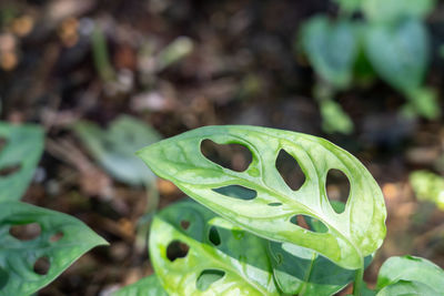 Close-up of green leaves on plant