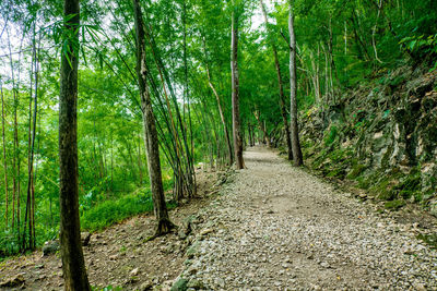 Footpath amidst trees in forest